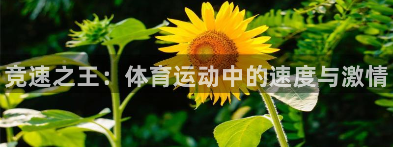 竞技宝平台官方网站最新版本更新内容：